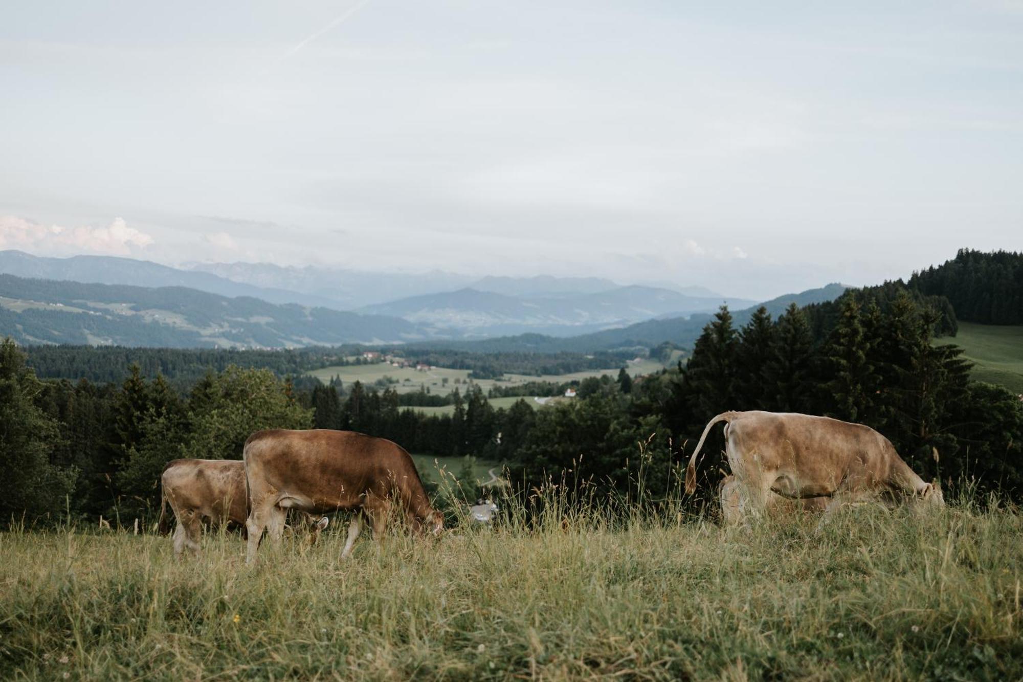 Heimatel - Ferienwohnung Braugasse Wangen im Allgäu Exterior foto